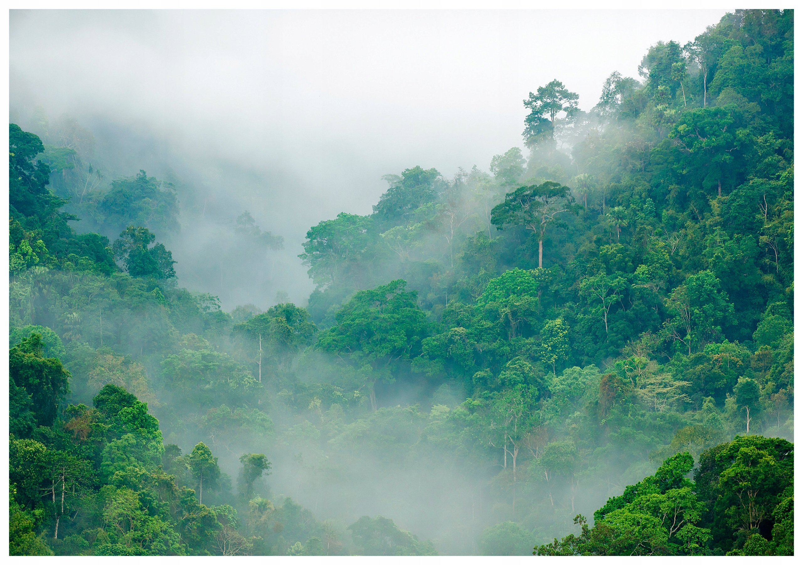 Fototapeta Zelený les v mlze vinylová 254x184 lepidlo
