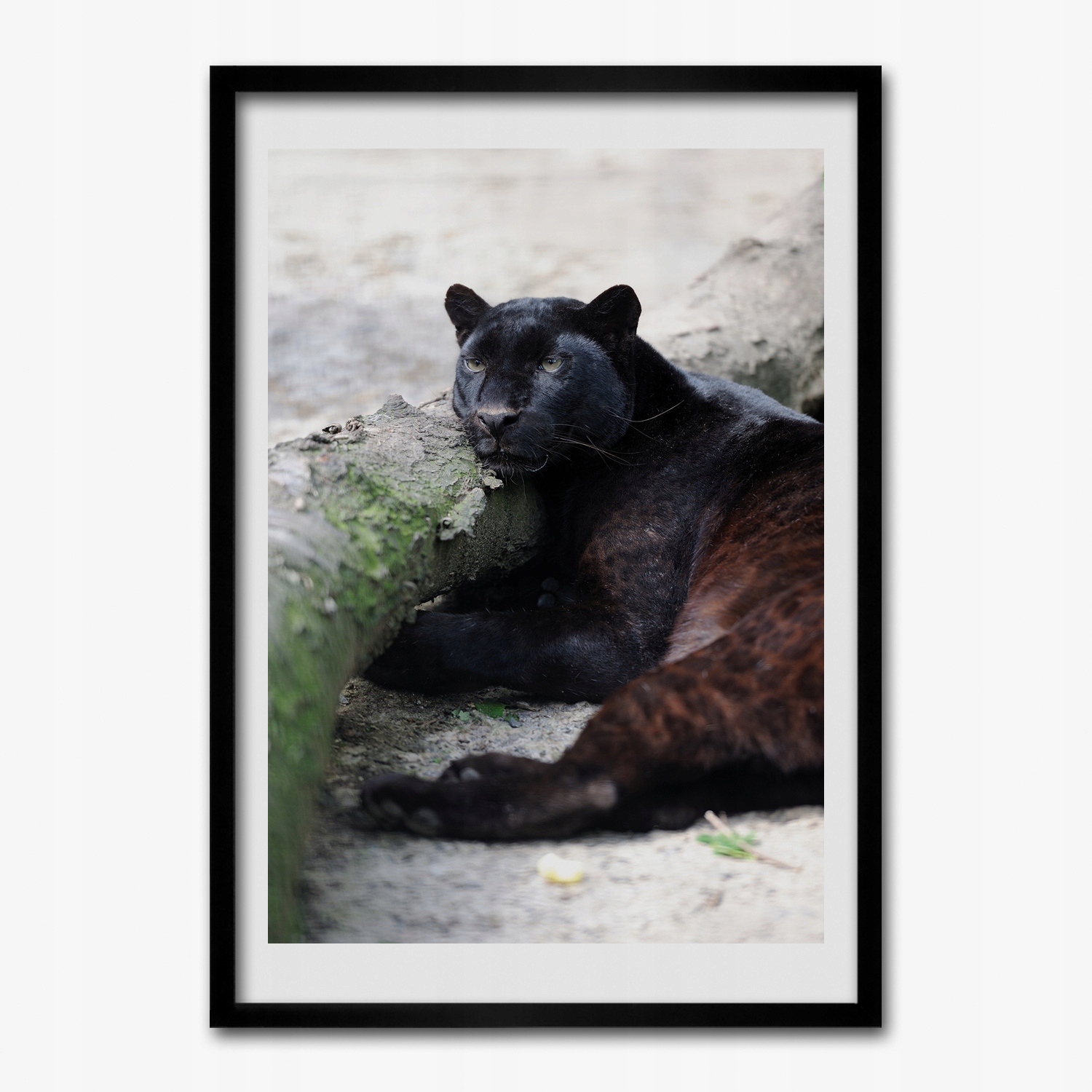 Obraz v rámu na zeď Černá puma kočka 50x70 cm