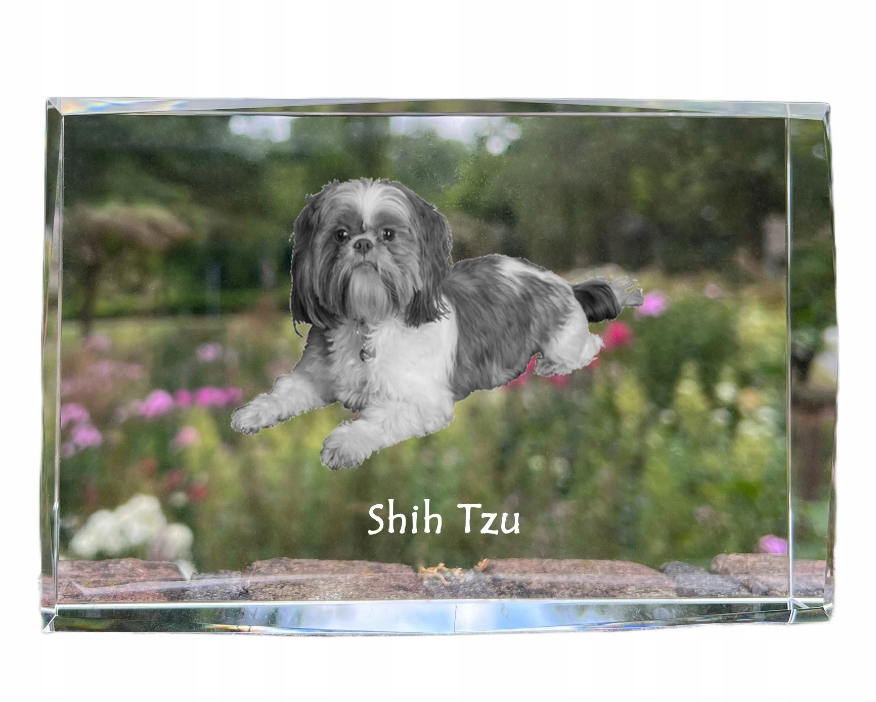 Shih Tzu fotografia psa v kryštáli, suvenír, trofej, poďakovanie