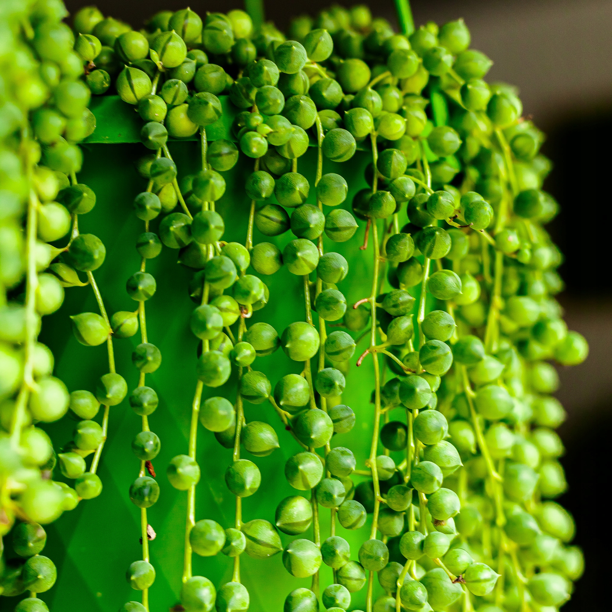 SENECIO rowleyanus старик Роули D6CM зеленые бусы на веревочке