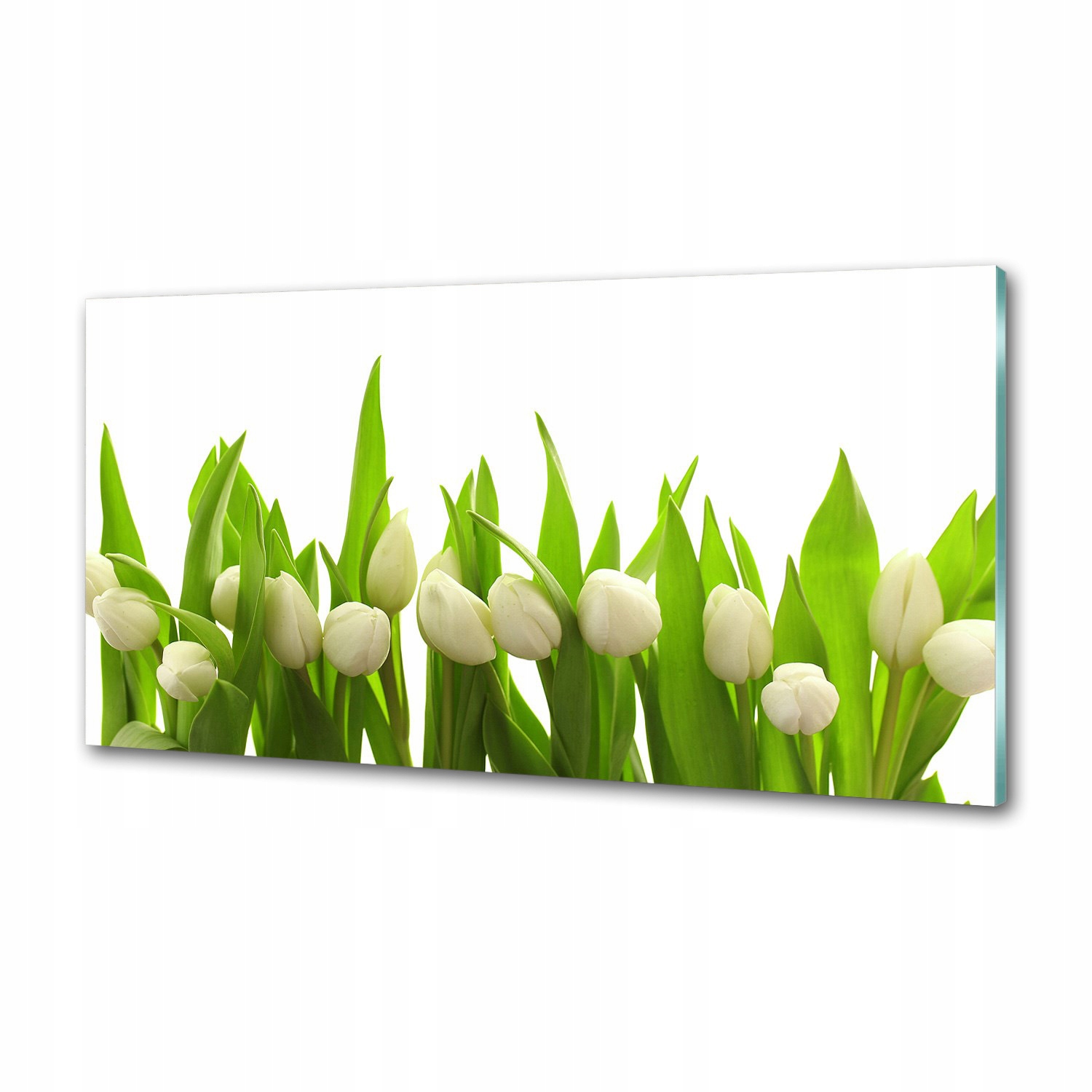 Panel do kuchyne Biele tulipány 120 x 60 cm Lepidlo