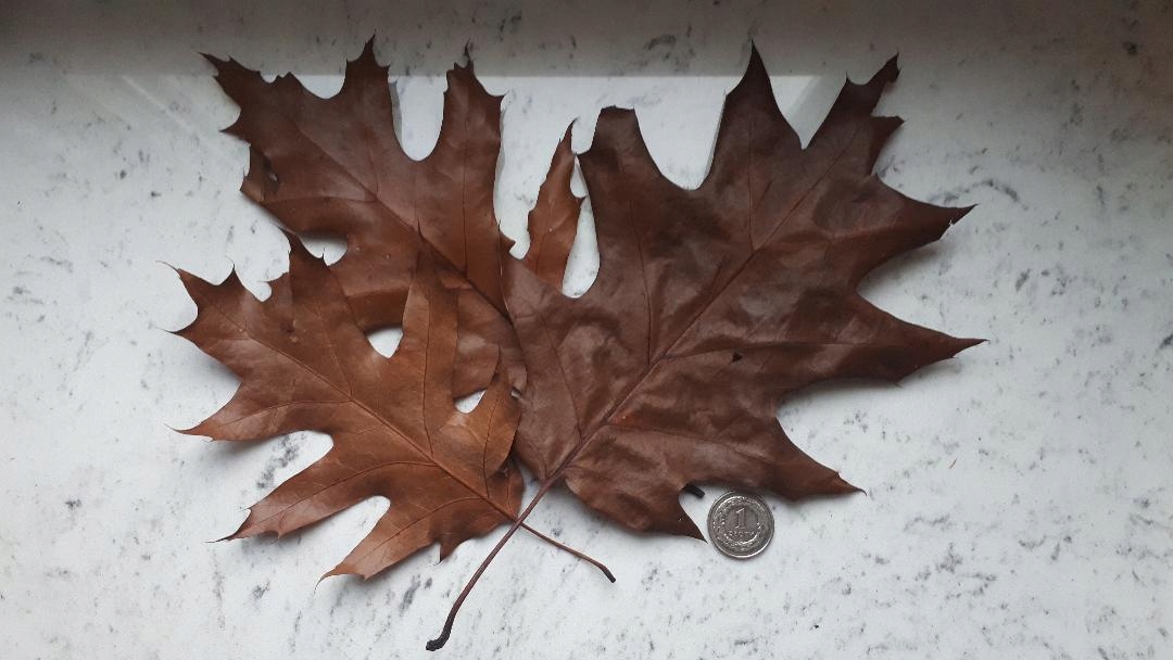 

Liście Dębu Czerwonego akwarium terrarium 100 szt