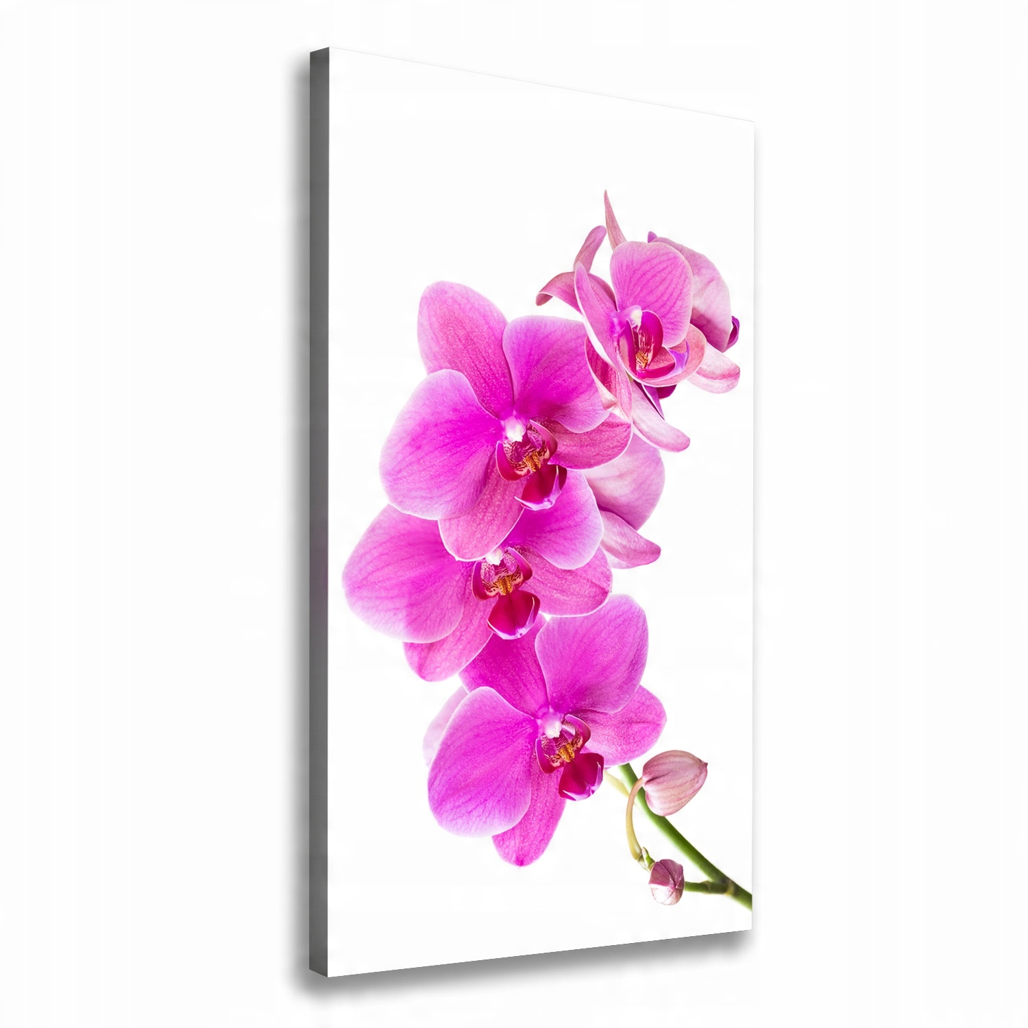 

Foto obraz na płótnie Różowa orchidea 60x120 cm