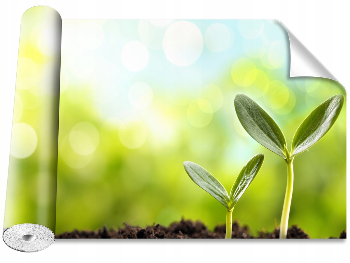 

Tapeta Samoprzylepna Kiełek fasoli 104x70