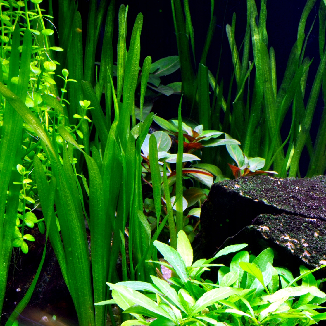 Vallisneria green americana - RA koszyk XXL