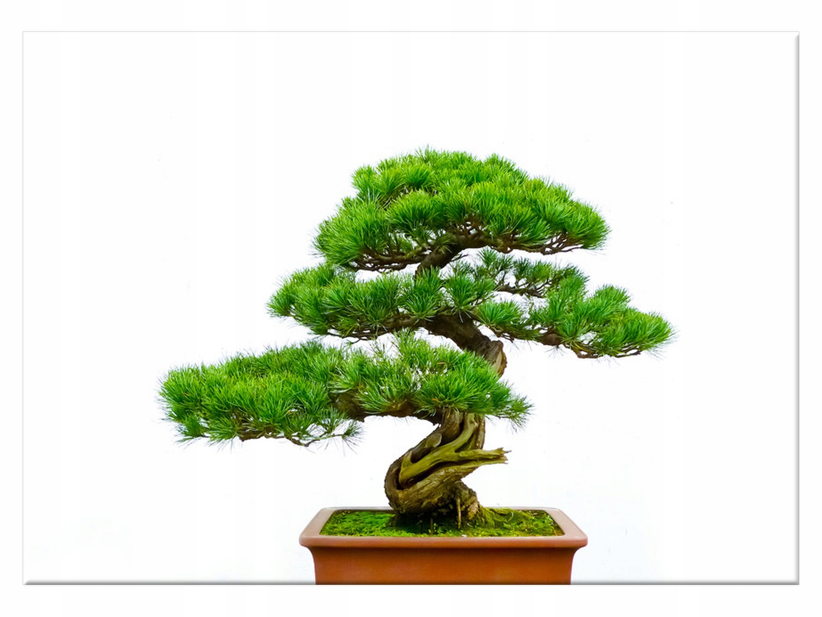 

Obraz Bonsai 70x50 Bonsai Nowoczesny na płótnie