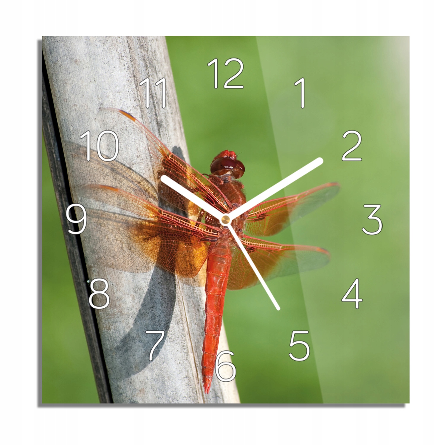 

Czerwona ważka liść zegar na szkle 30x30 z foto