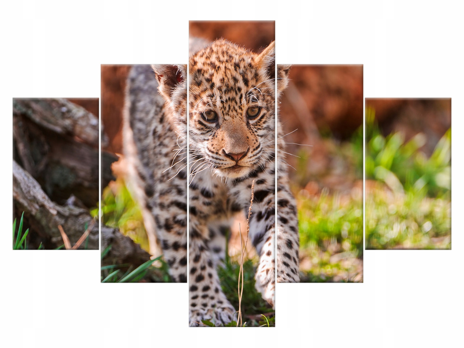 

Obraz Mayra - Tambako The Jaguar 100x70 832A_5A