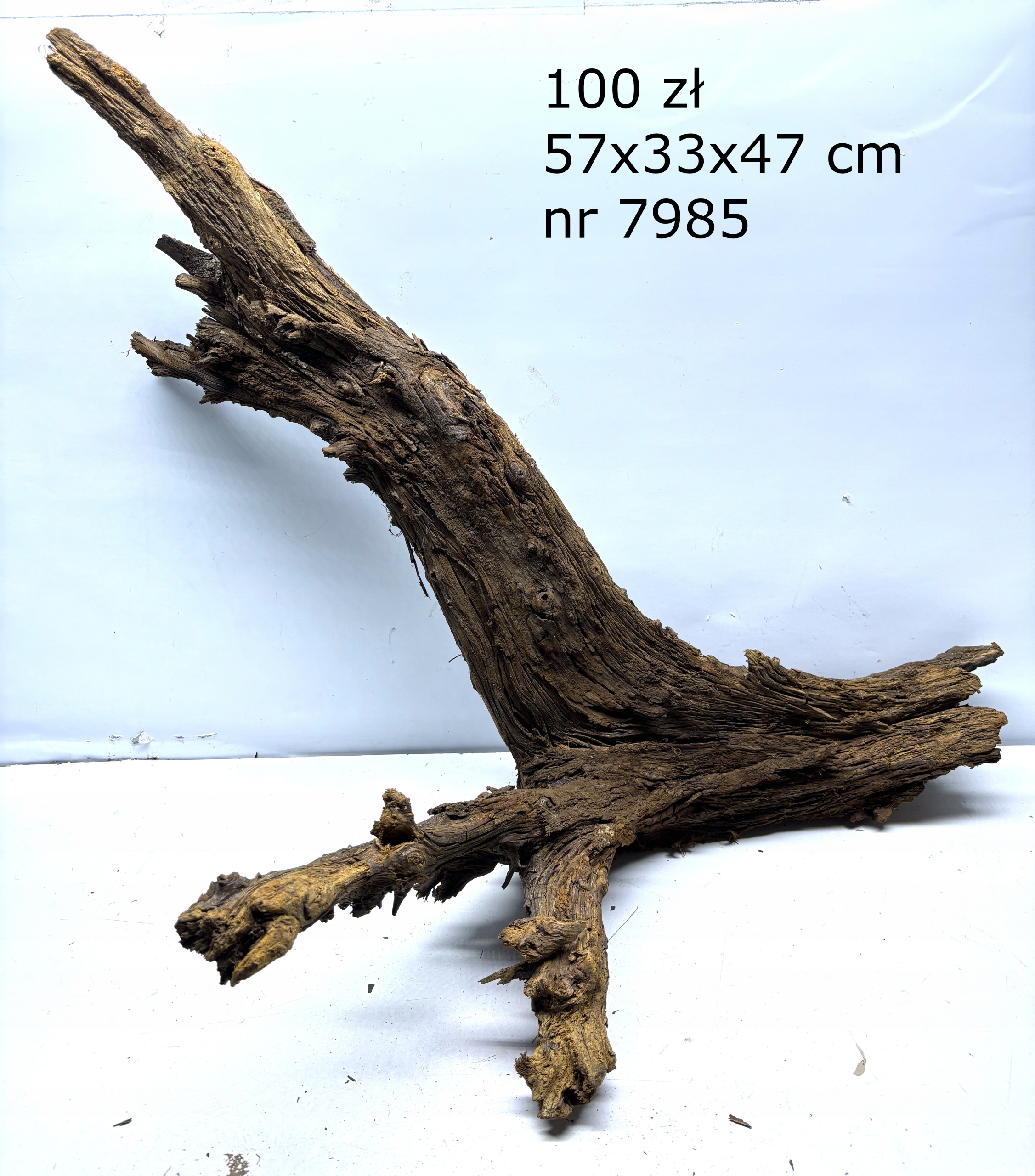 Korzeń Mangrowca mangrowiec nr 7985