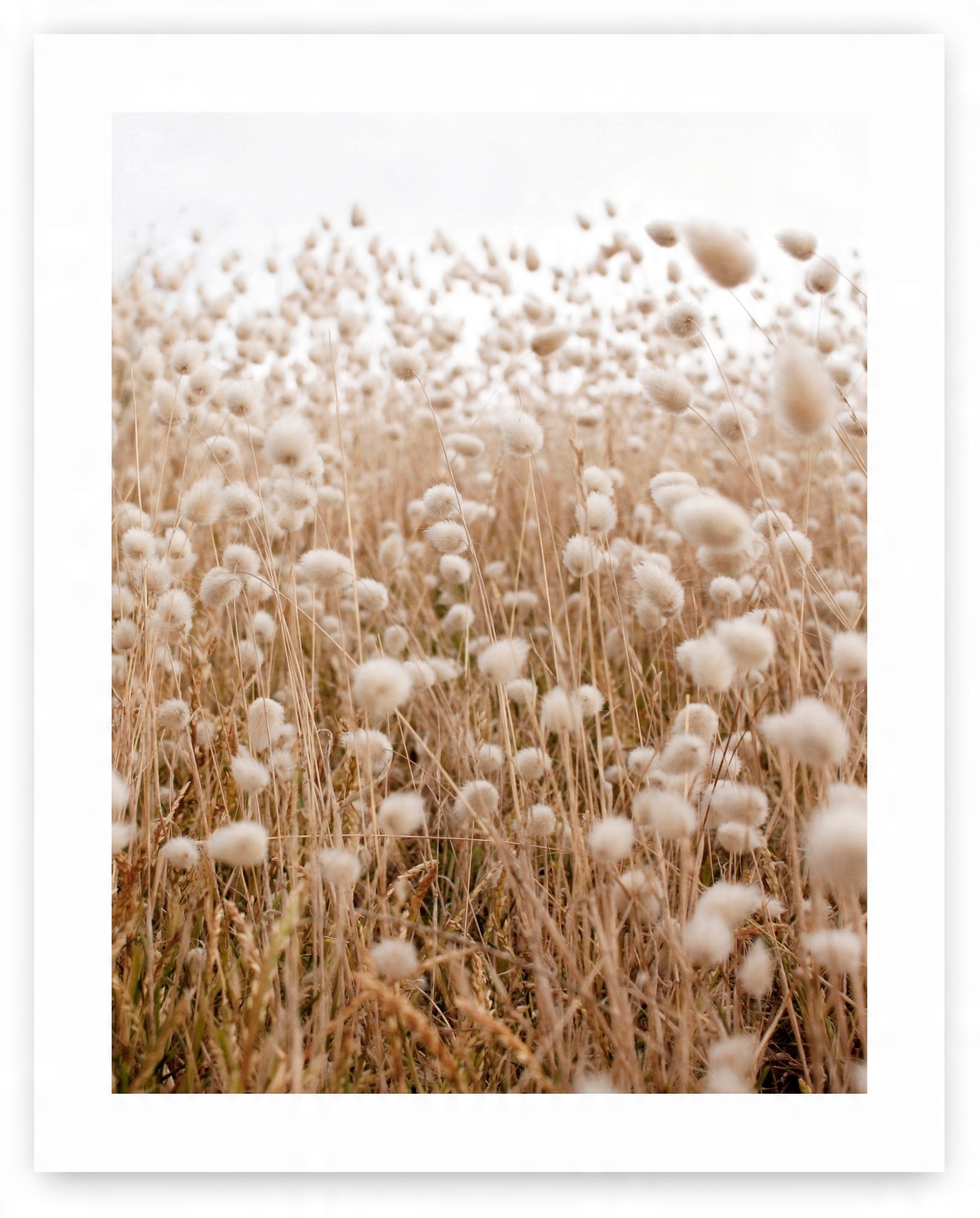 

Boho trawy beż plakat 40x50 cm #109