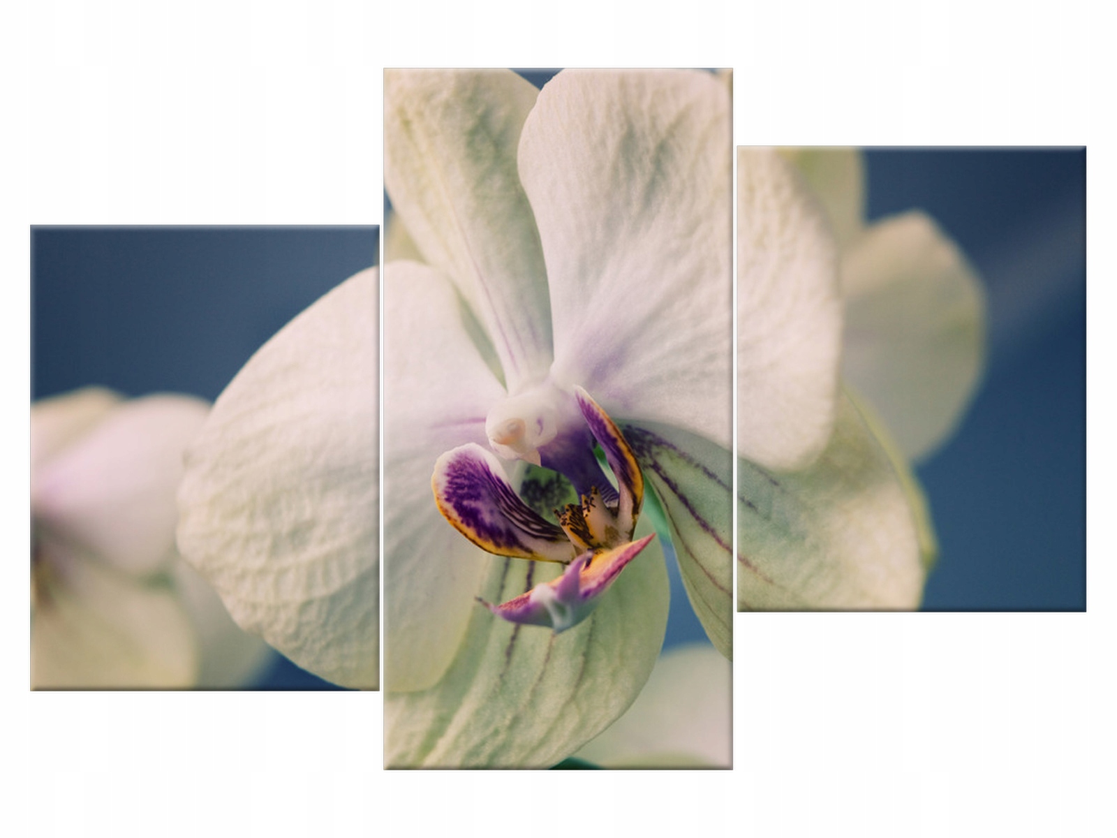 

Obraz Biała orchidea 90x60 Storczyk 1732A_3K