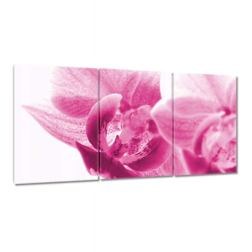 

Obrazy 120x60 Storczyk Kwiaty Kwiatki
