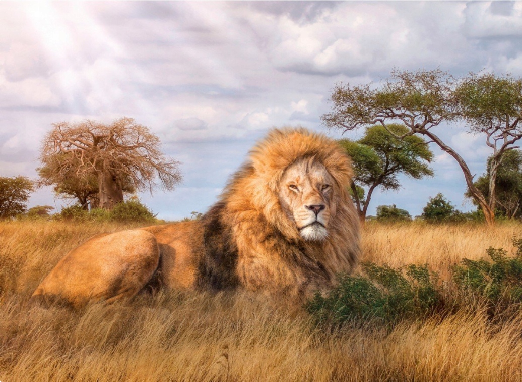 

Puzzle 1000 Hq Dostojny Lew The king