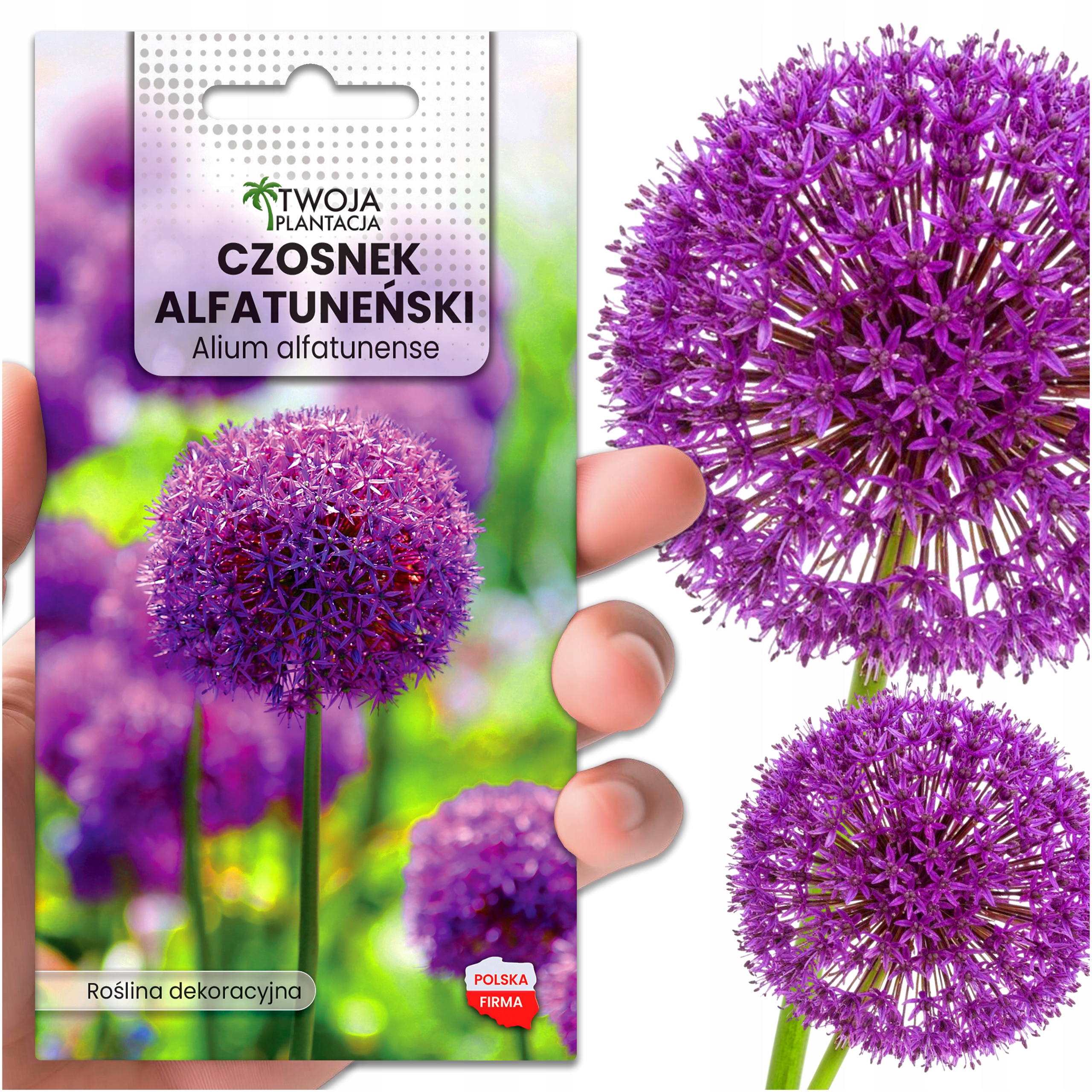 Чеснок декоративный фиолетовый семена для сада Allium большой 5 семян