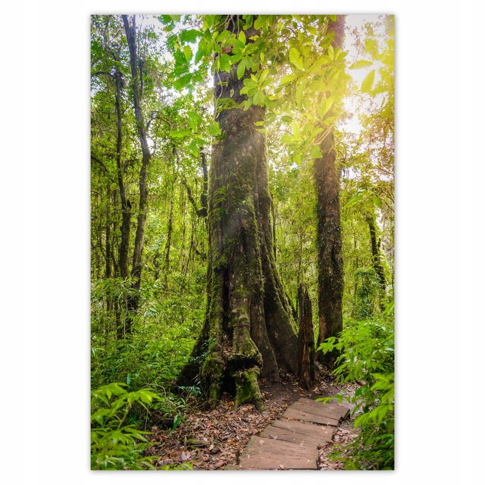 

Plakaty 40x60 Piesza wycieczka