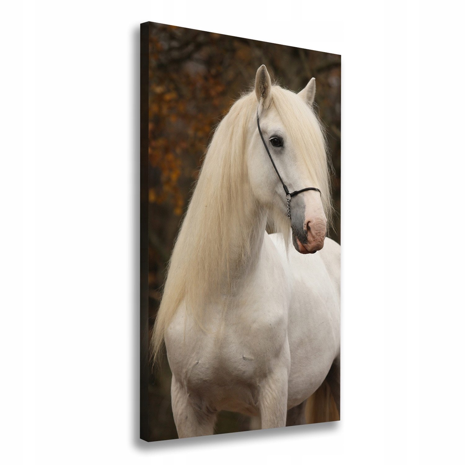

Foto obraz na płótnie do salonu Biały koń 70x140cm