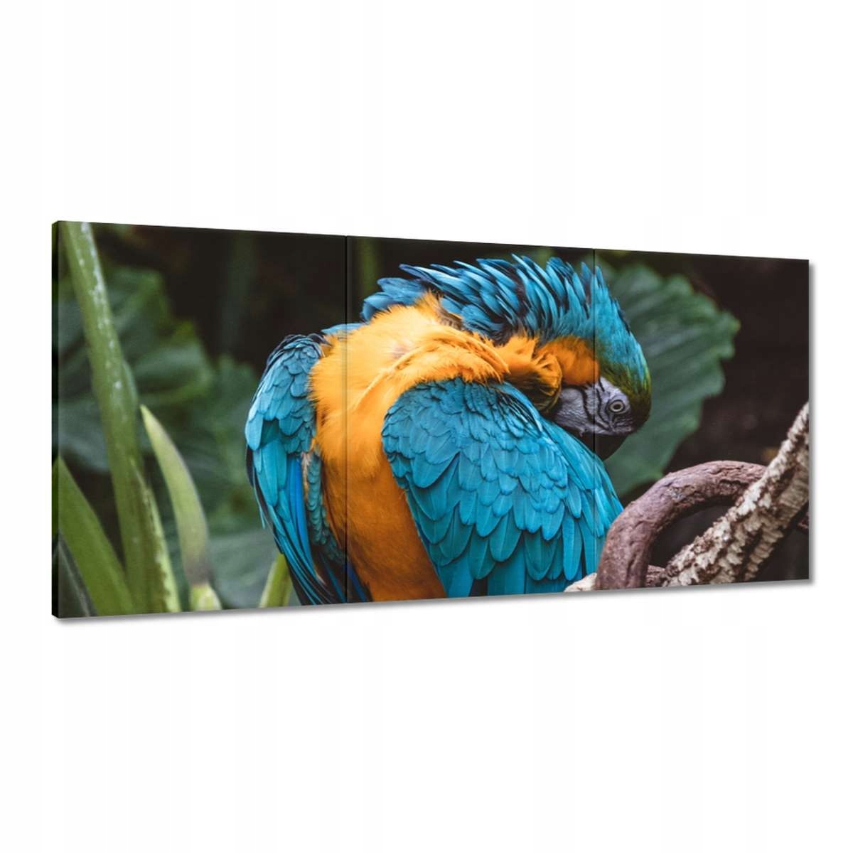 Obrazy 180x90 Papagáje Vtáky