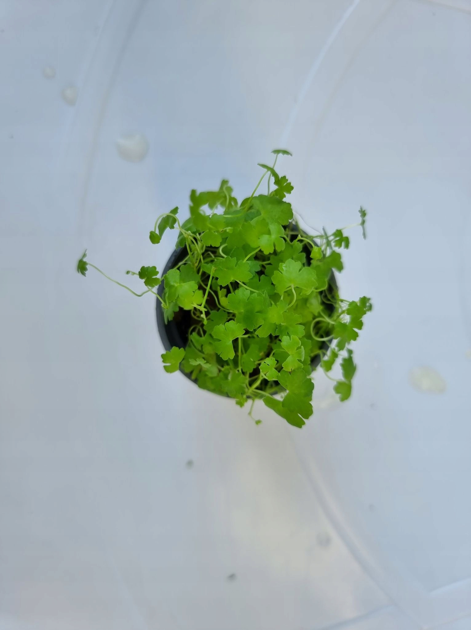 Hydrocotyle tripartita sp. Japan - koszyk!!!