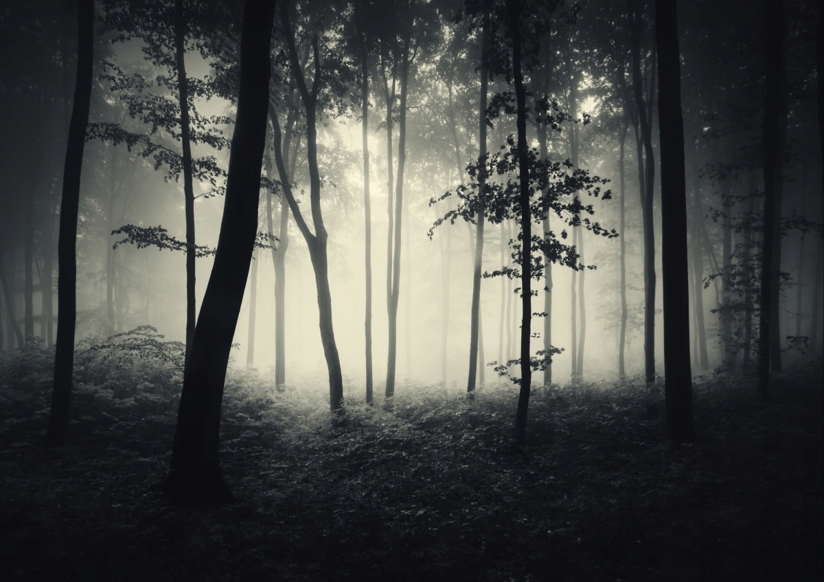 

Fototapeta Flizelinowa Mglisty las 208x146