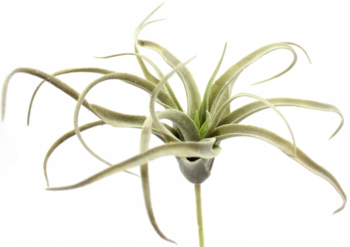

Tillandsia Omszała Oplątwa Epifit Terrarium Jakość