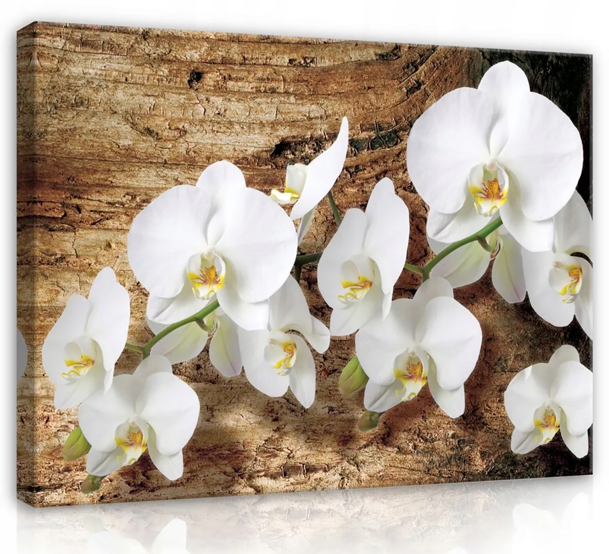 Obraz Na Plátně Canvas 100x75 Orchidej Dřevo