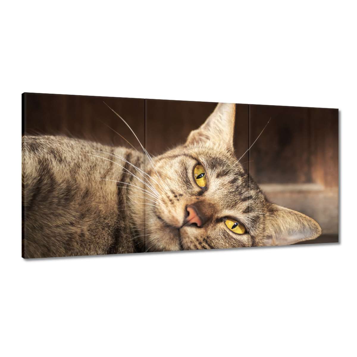 Obrazy 180x90 Mačka Mačiatka Kicia