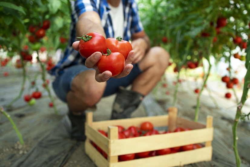 TUNEL FOLIOWY OGRODOWY FOLIA 3x4,5 TUNEL FOLIA STELAŻ KONSTRUKCJA SZKLARNIA Kolor zielony