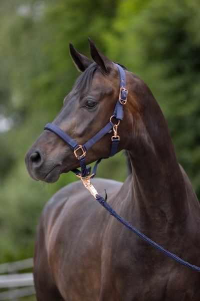 Pony 1 UZDA KANTAR DLA KONIA KONI NYLONOWY MOCNY Z KARABIŃCZYKIEM Model Classy