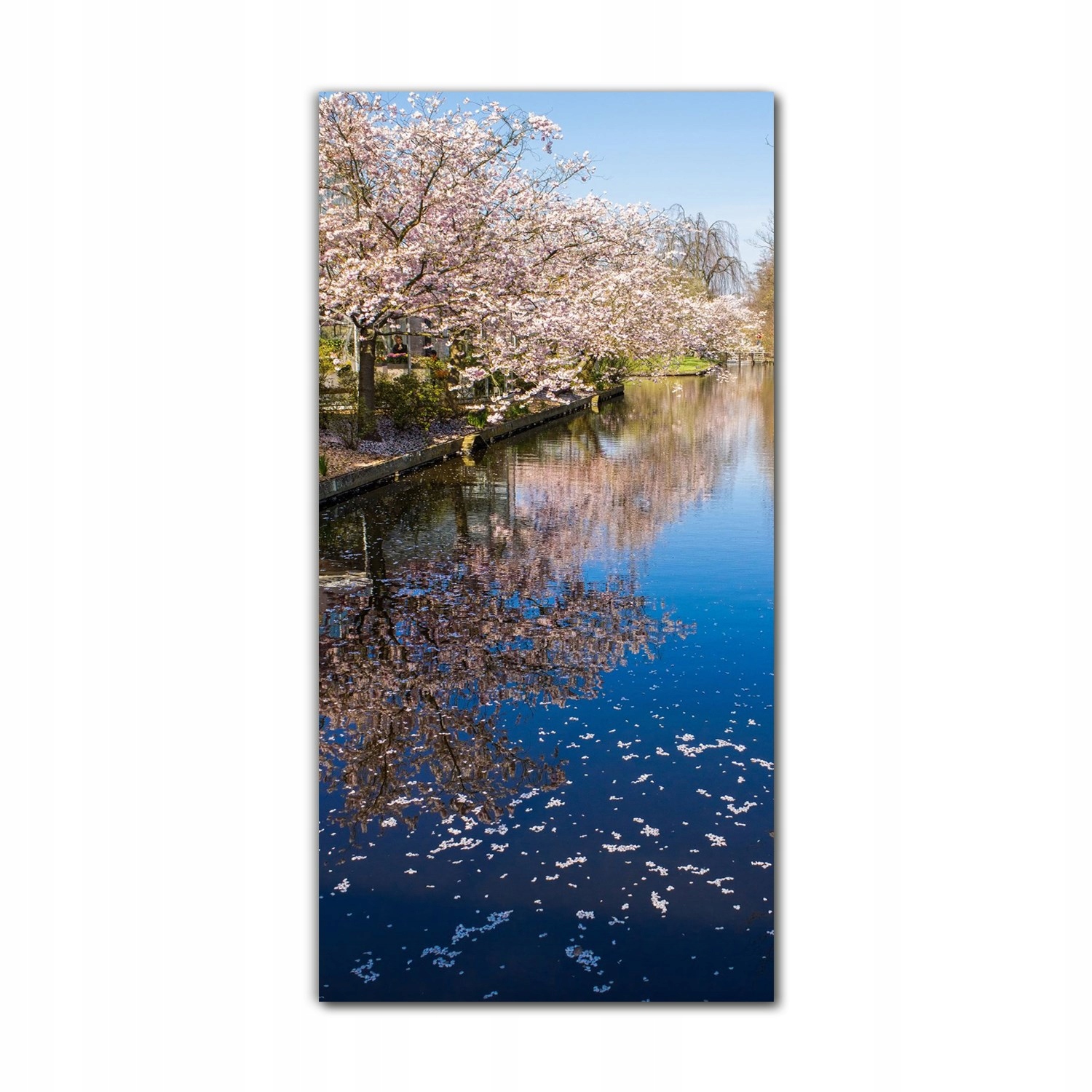 

Foto szklane ścienne 70x140 Kwitnąca wiśnia drzewo