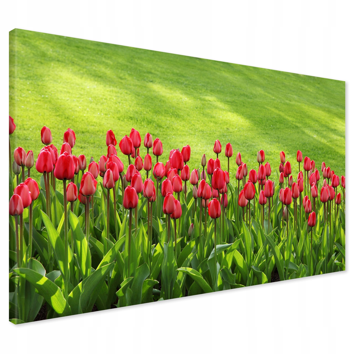 

Obraz na płótnie kwiat kwiaty tulipany 120x80
