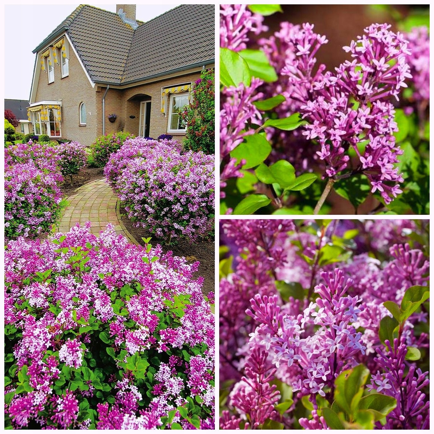 Lilak Meyera PALIBIN, kwitnie 2 RAZY PACHNĄCY Sadzonki P9