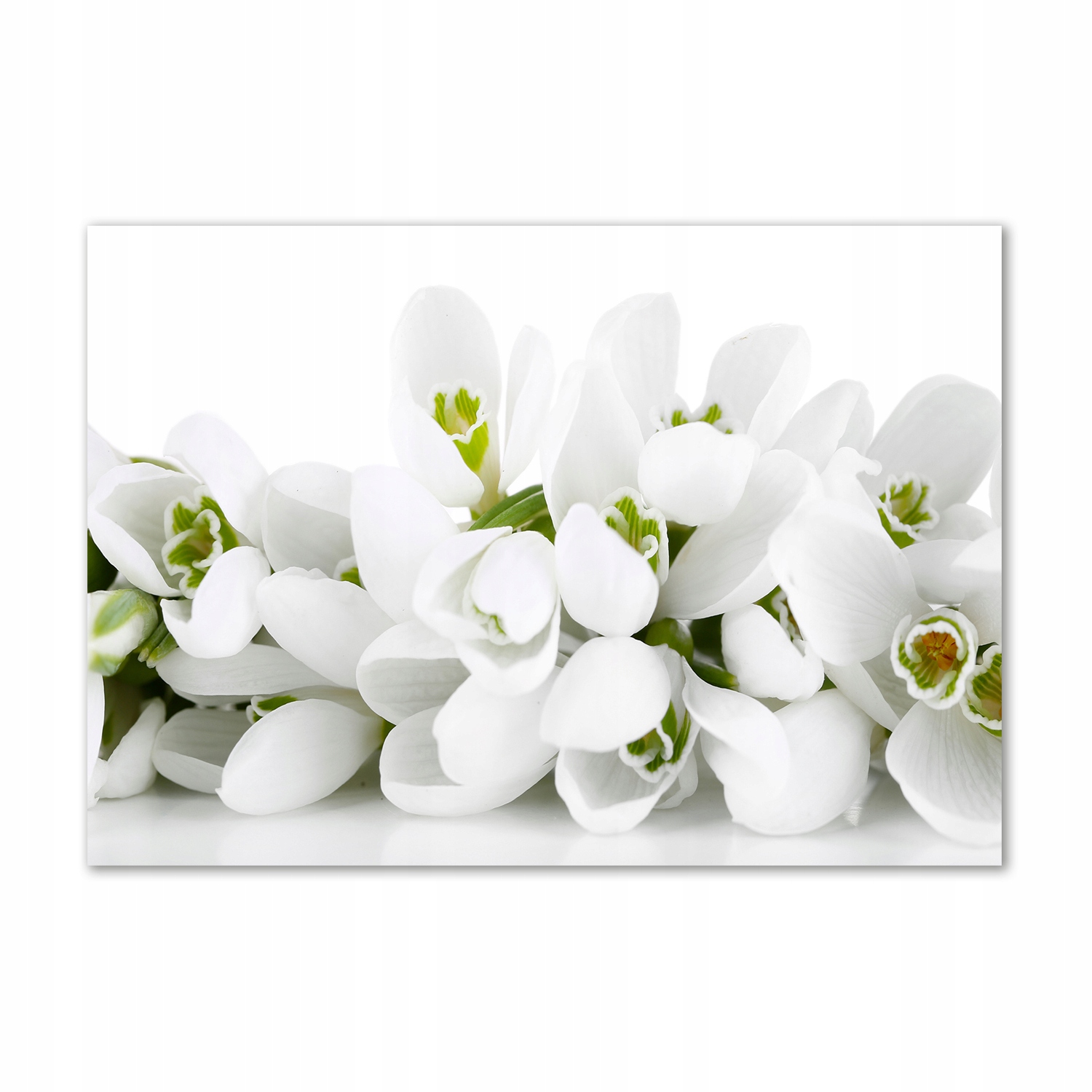 

Foto obraz szkło hartowane Przebiśniegi 100x70