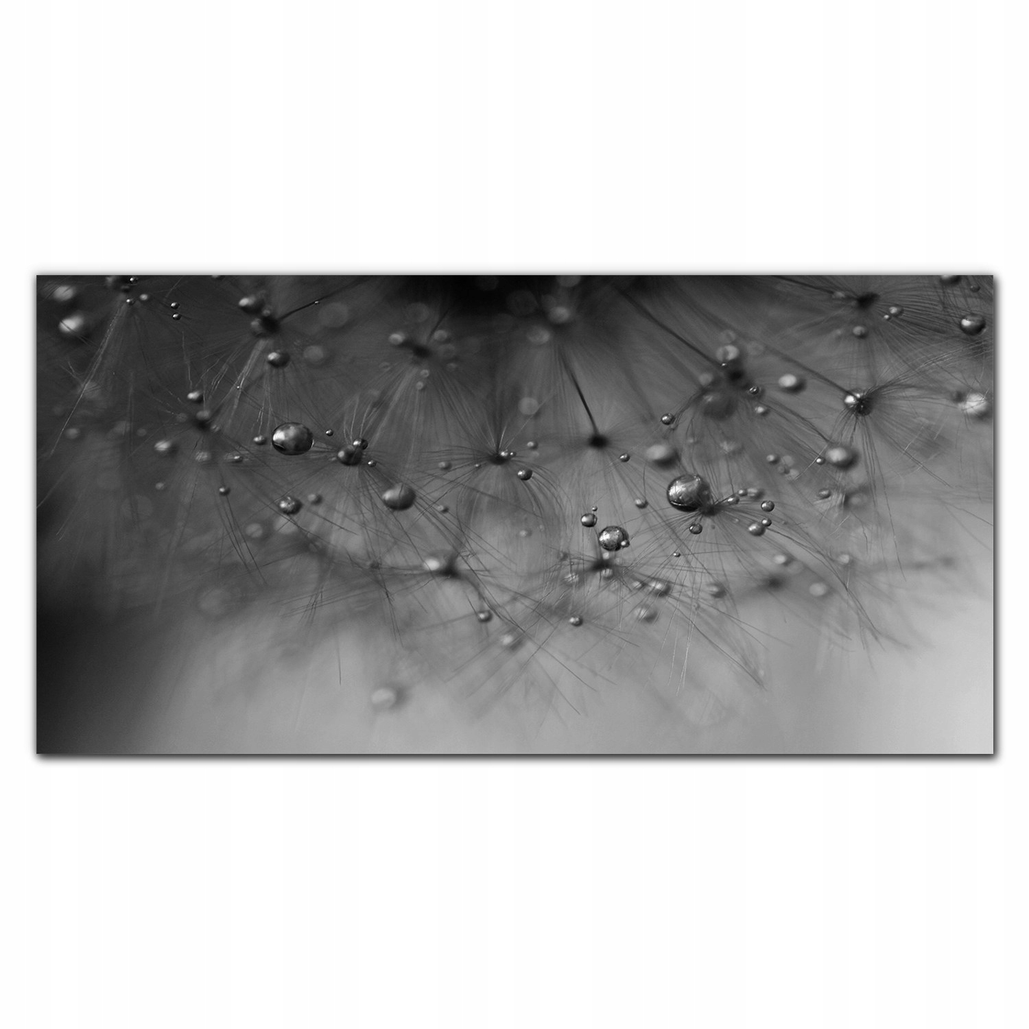 Fotoobraz na ráme Púpava voda 140x70