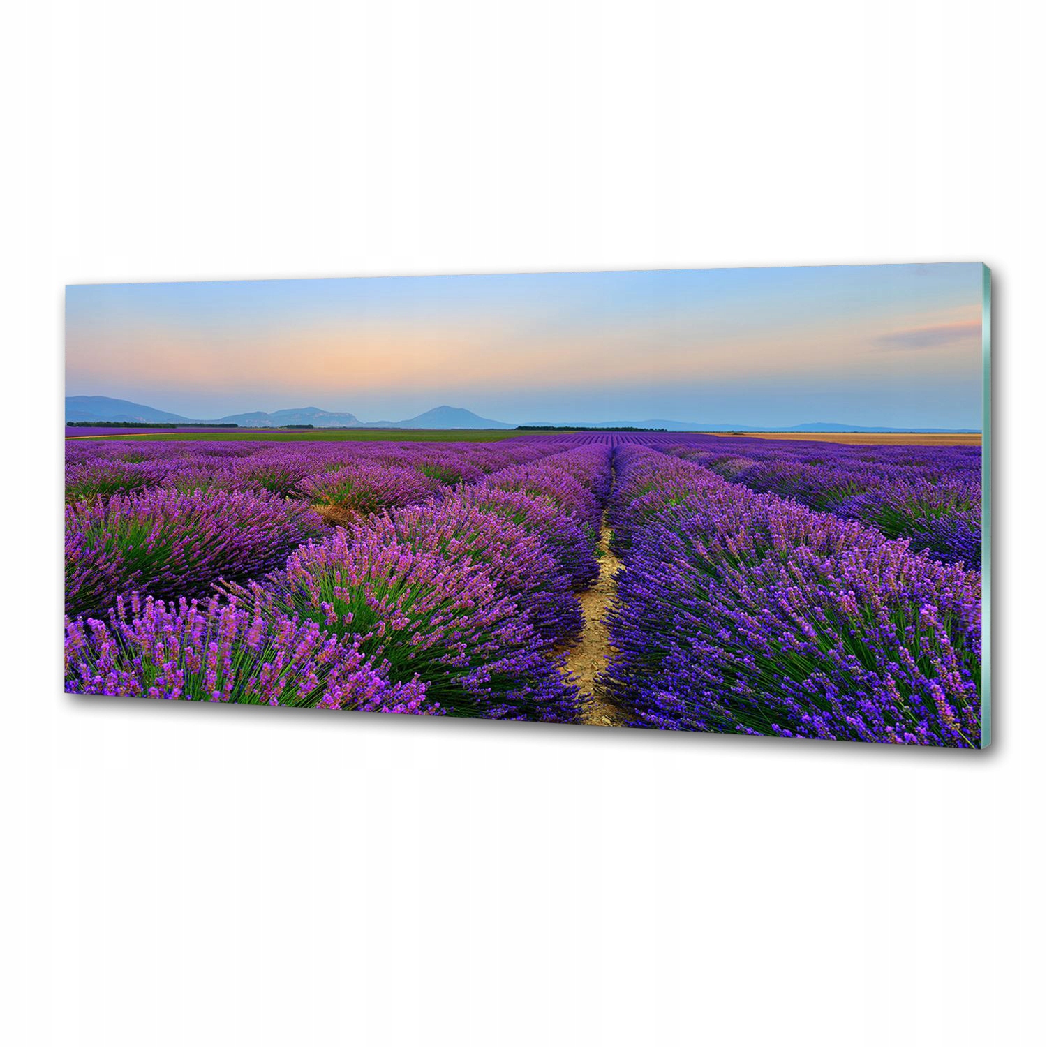 Panel dekor sklo Pole levandule 125x50 cm Lepidlo