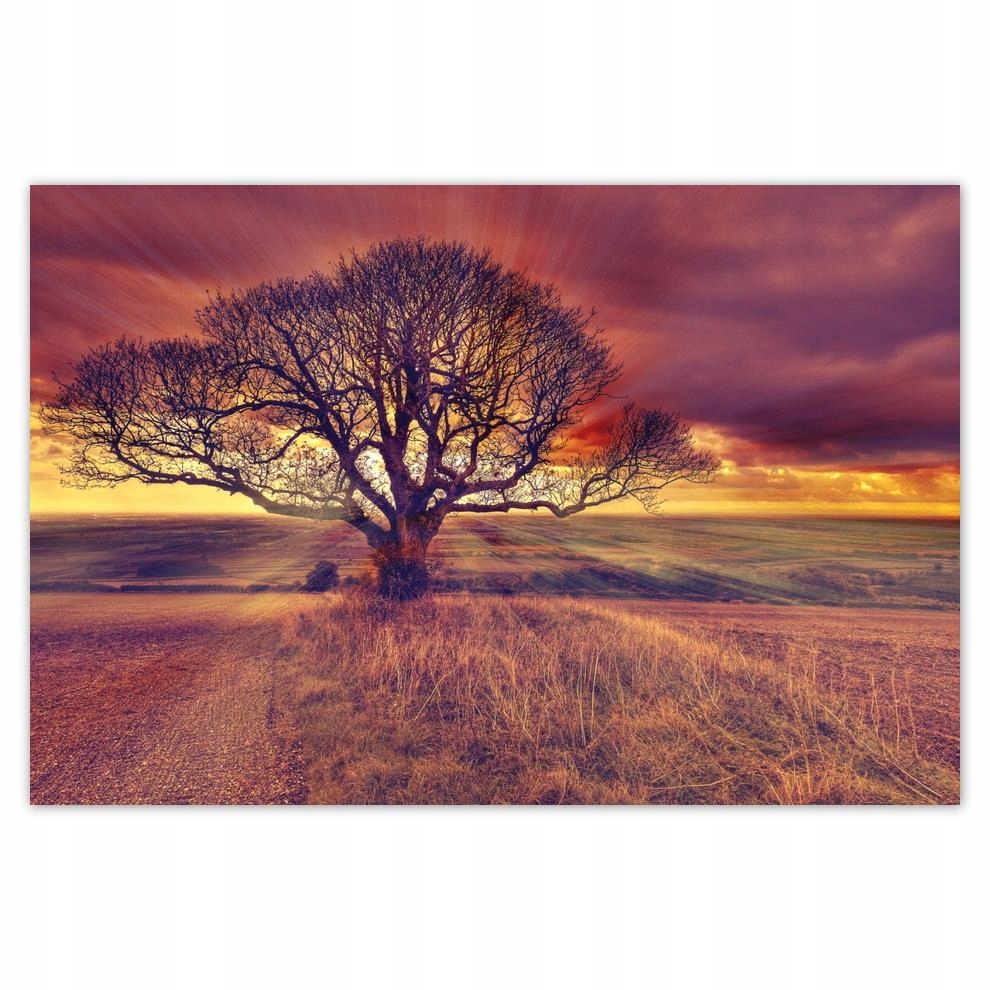 

Plakaty 60x40 Drzewo