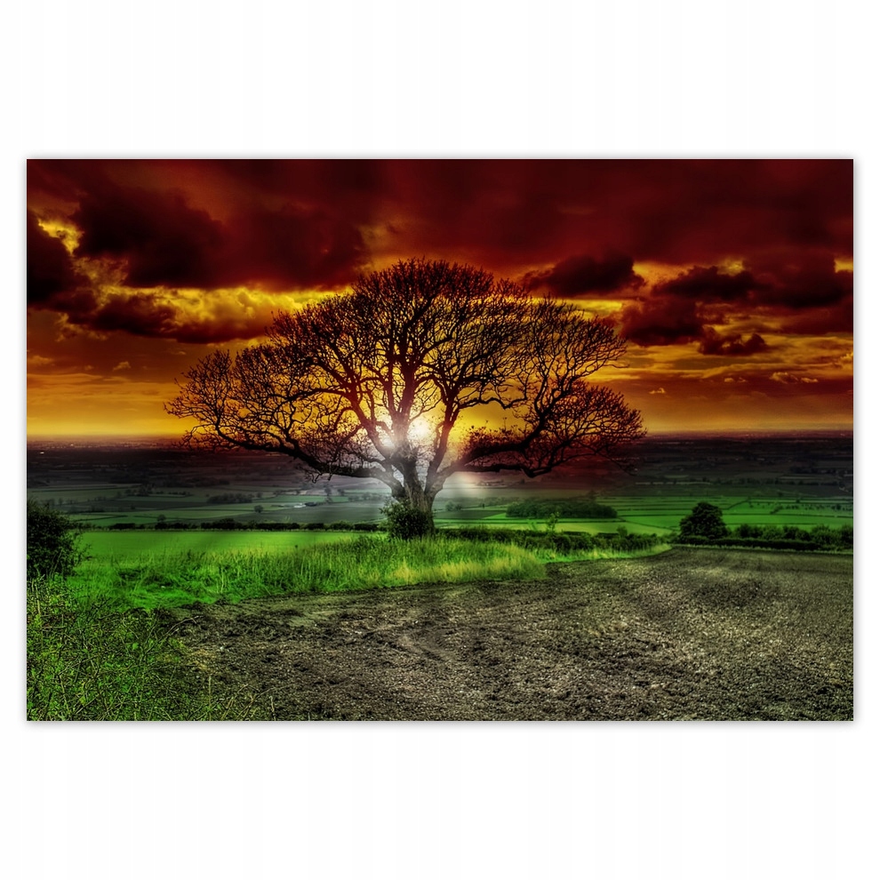 

Fototapety flizelina 104x70 Magiczne drzewo