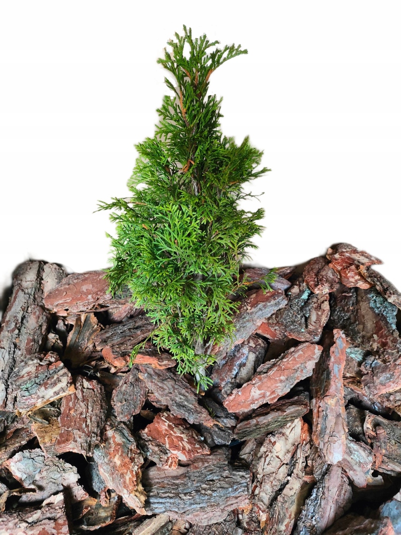 KORA SOSNOWA OGRODOWA WOREK 20L | RĘCZNY SORT | GRUBA OZDOBNA | Frakcja 20-1200 mm