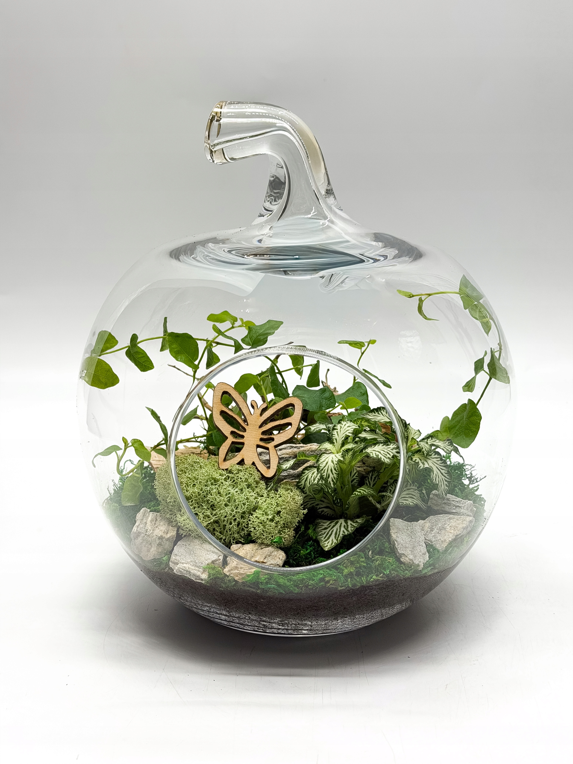 Les ve skle Jablko Živé rostliny Ficus Pumila Fittonia Dárek Ozdoba