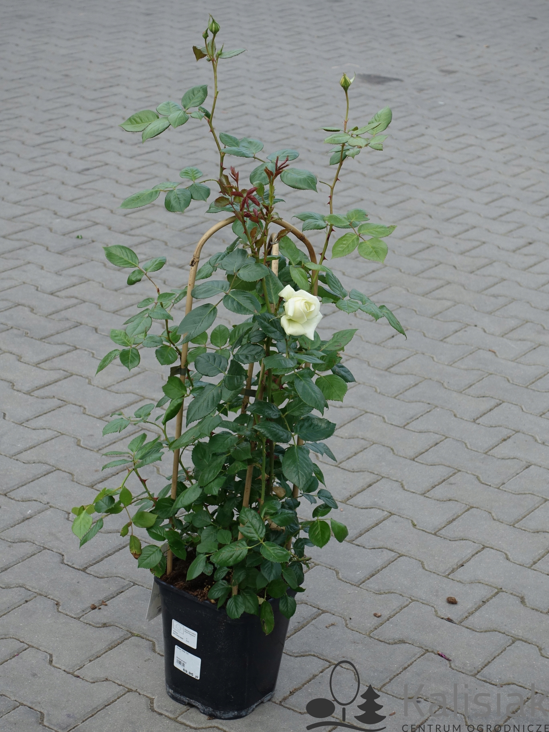 Rosa 'Elfe' Róża pnąca 30-50 cm 5L