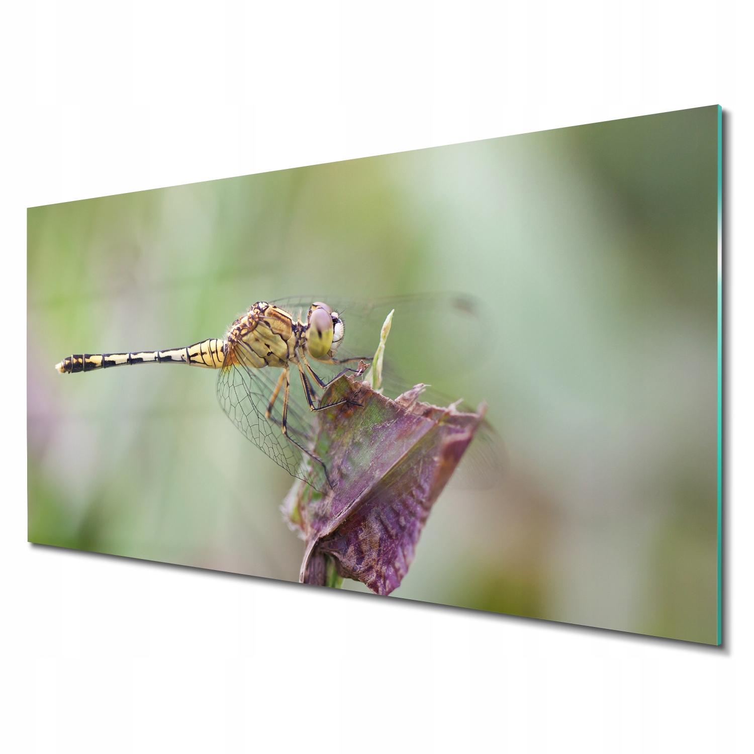 Skleněná fotografie do kanceláře Vážka květina hmyz 140x70