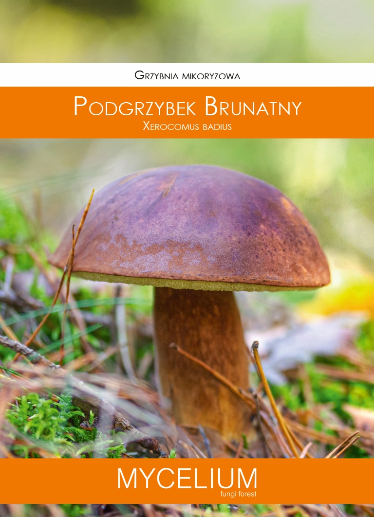 

Podgrzybek Brunatny Grzybnia Mikoryzowa Mycelium
