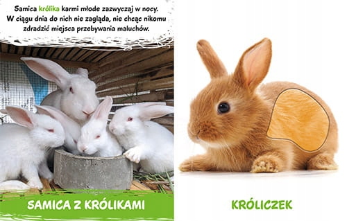 KSIĄŻKA SENSORYCZNA MILUSIŃSCY W DOMU Wydawnictwo AWM