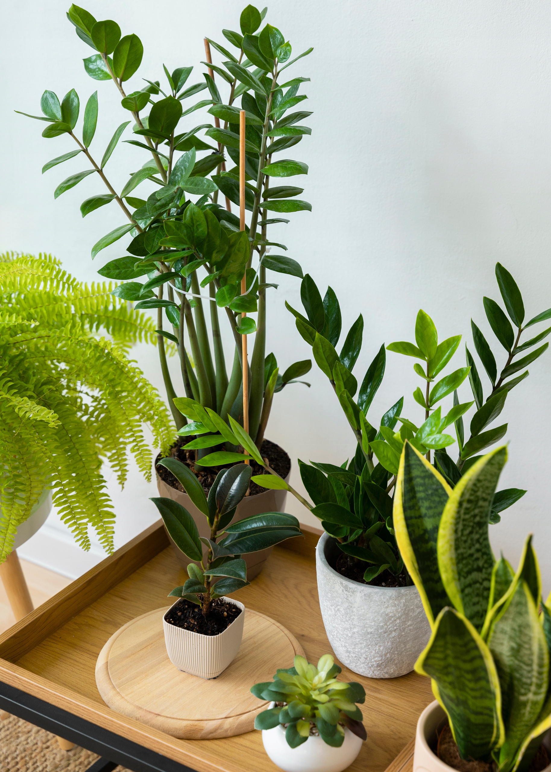 PODŁOŻE DO KWIATÓW ROŚLIN i PALM ZIEMIA UNIWERSALNA Z NAWOZEM COMPO 10L Marka Compo