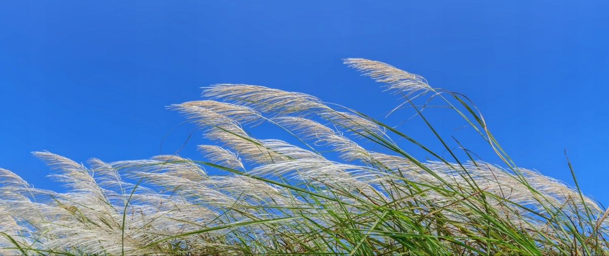 

Fototapeta Flizelinowa Trawa Niebieski 250x104