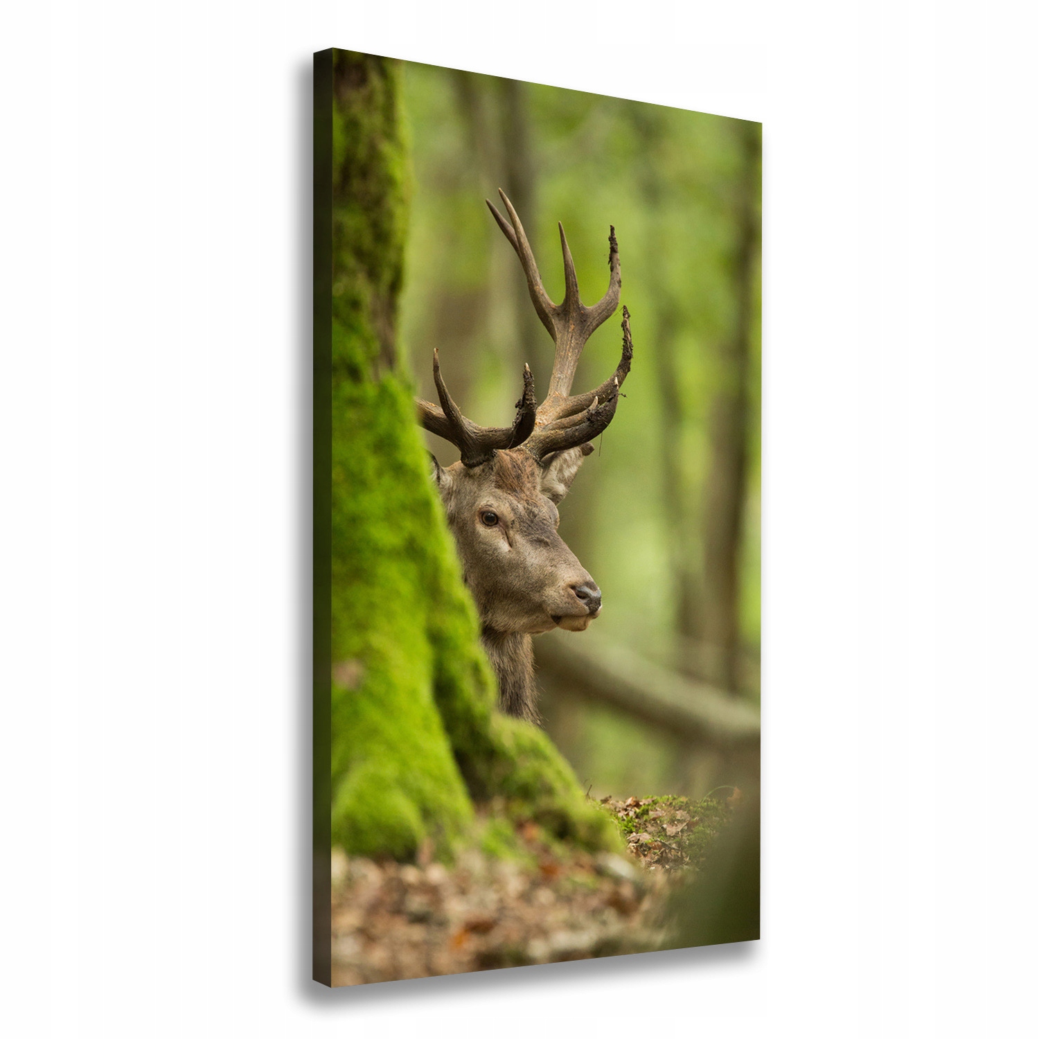 

Foto-obraz zdjęcie na płótnie Jeleń 50x100 cm