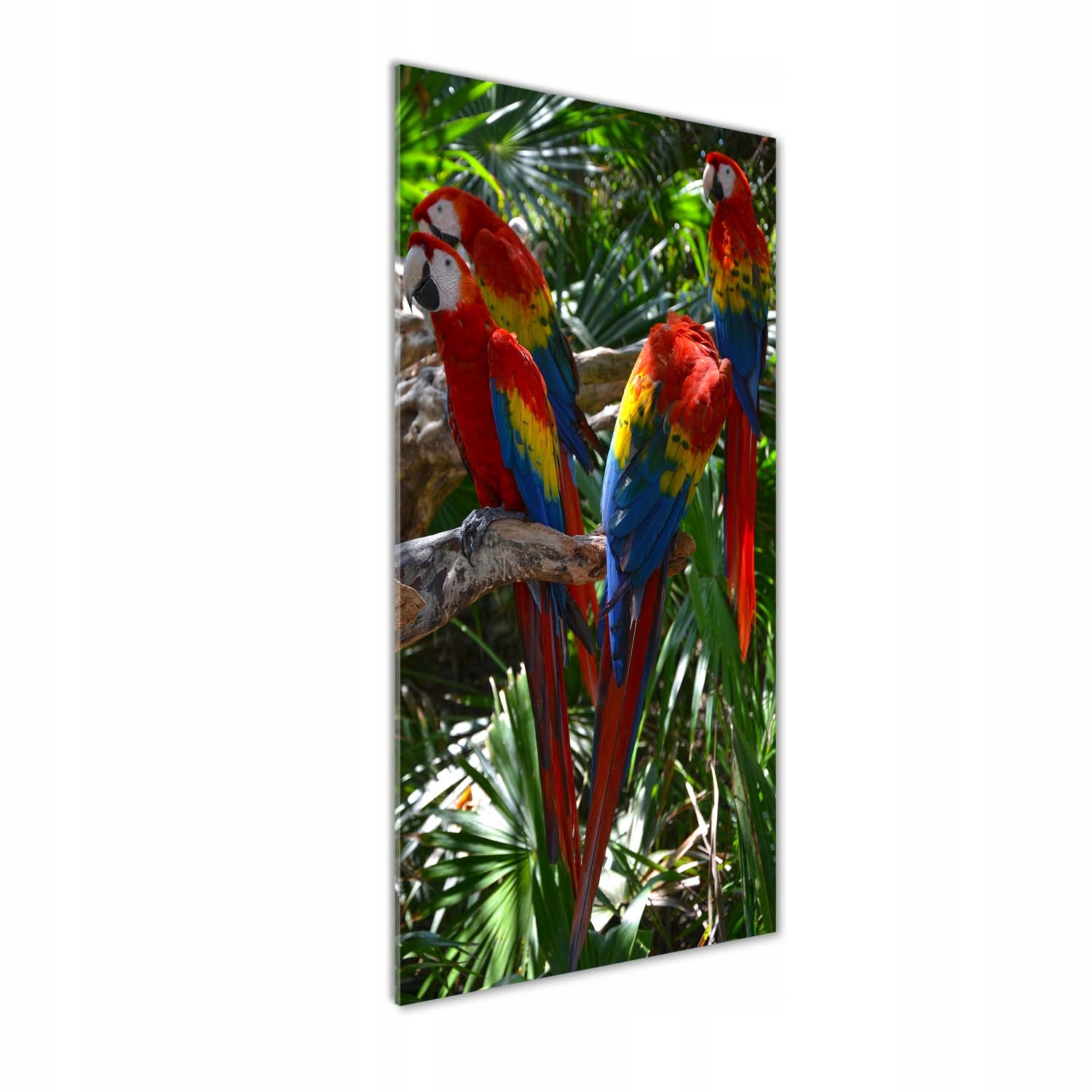 

Foto obraz akrylowy na ścianę Papugi Ary 50x125cm