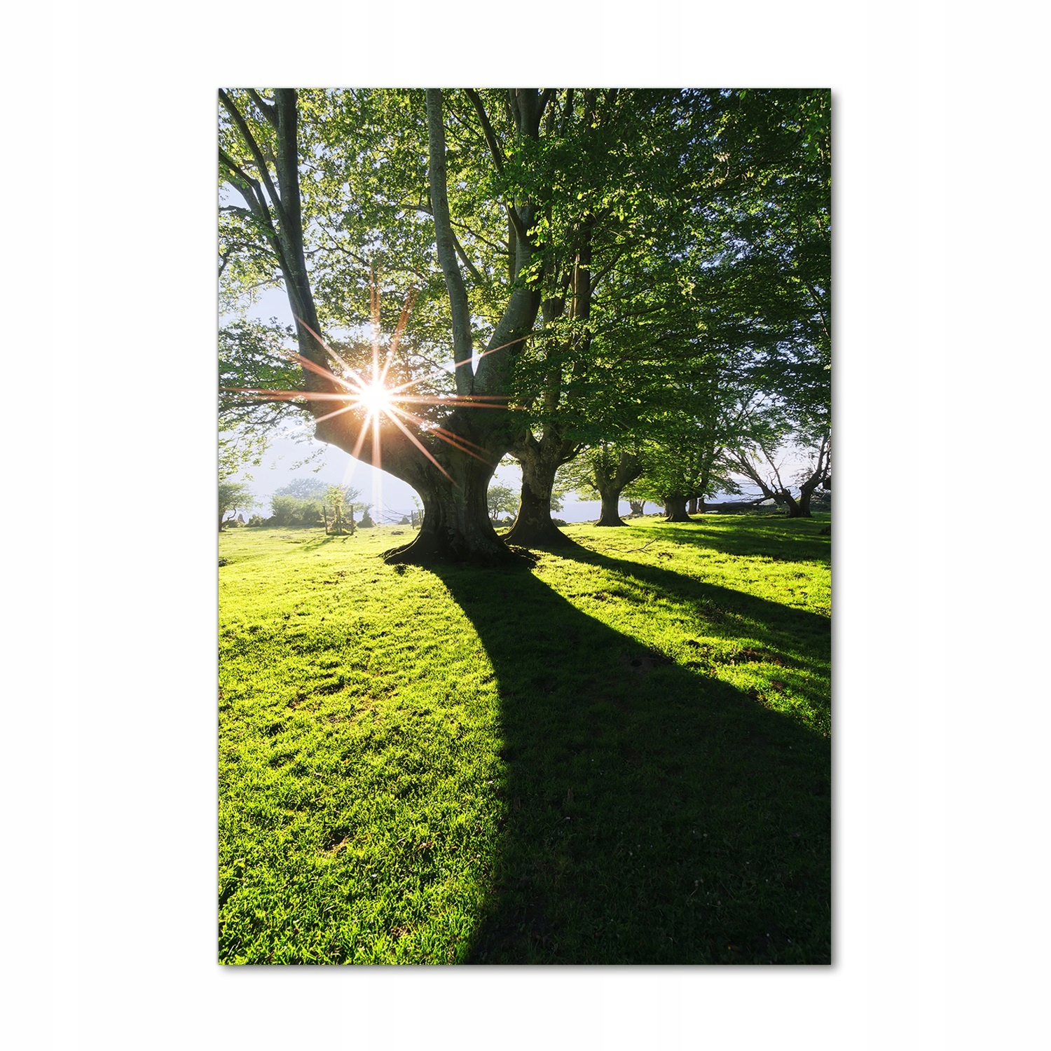 

Nowoczesny obraz zdjęcie na akrylu Park 70x100cm