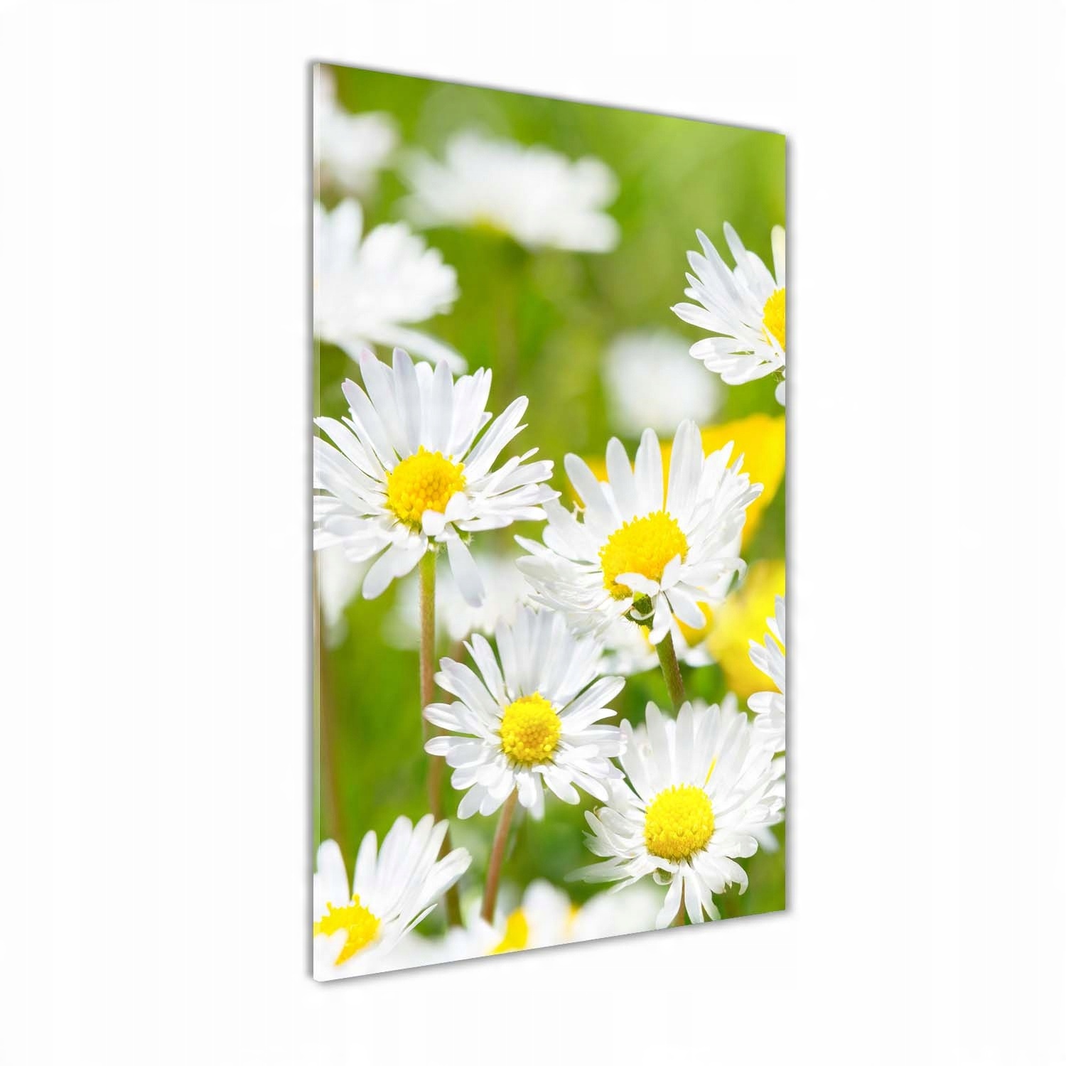 

Foto obraz akrylowy na ścianę Stokrotki 50x100cm