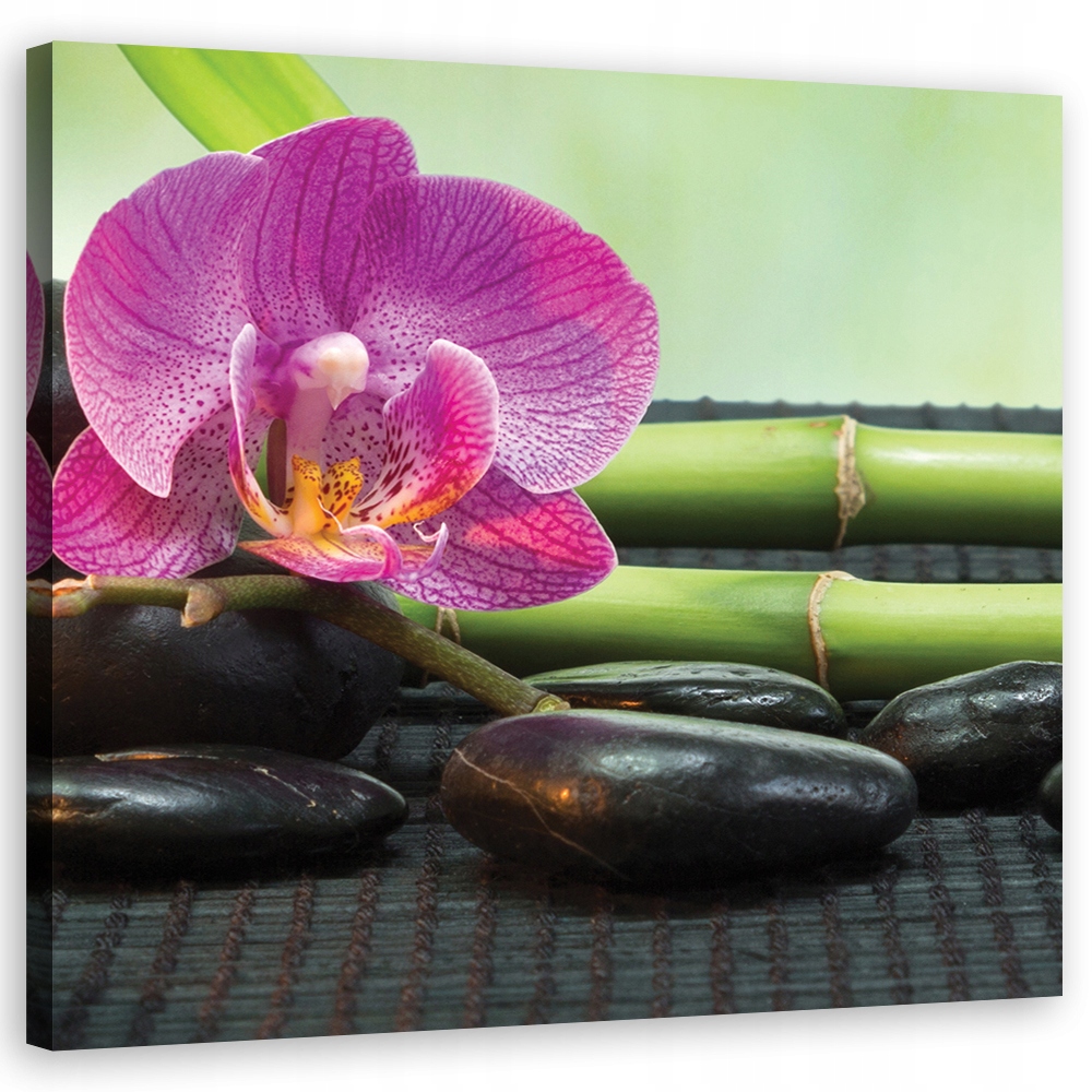 Obraz na plátně, Orchidej na černých kamenech 50x50