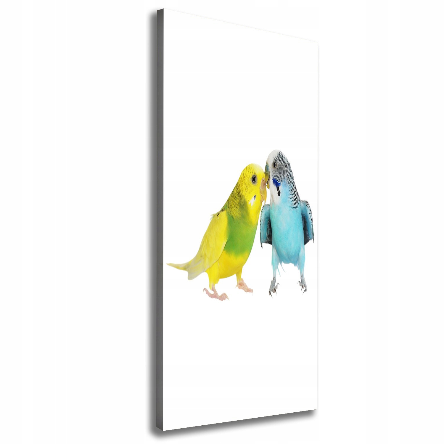 

Foto obraz na płótnie Papużki faliste 50x125 cm